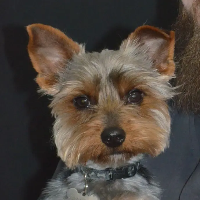 Sullivan Cash - The Lab Dog Adorable Yorkie Lab Dog Sullivan :)